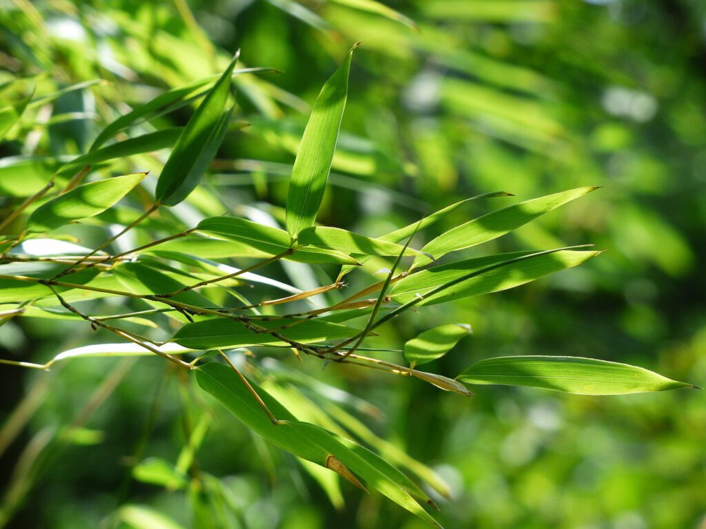 Bambus im Garten: Arten, Vor- und Nachteile, Pflanzung und Pflege