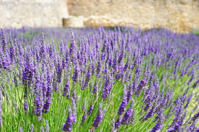 Die richtige Pflege für Deinen Lavendel