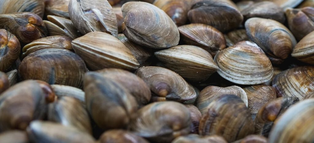 Muscheln im Gartenteich – sinnvoll oder nicht? Muscheln im Gartenteich – sinnvoll oder nicht?