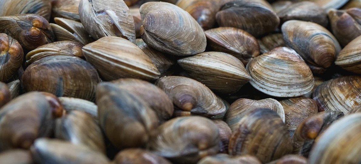 Muscheln im Gartenteich – sinnvoll oder nicht?