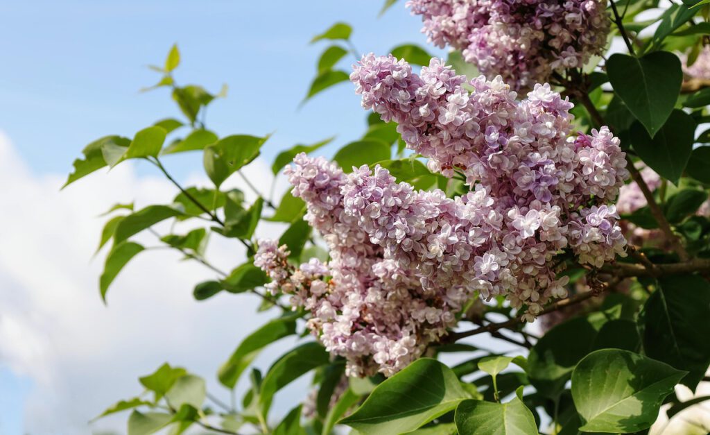 Flieder im Garten? Ein ökologisches Desaster, das du vermeiden solltest Flieder im Garten? Ein ökologisches Desaster, das du vermeiden solltest