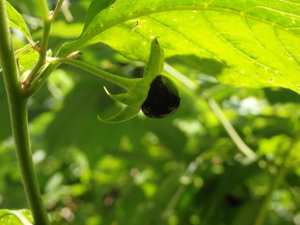 Giftige Pflanzen im Garten – was wirklich gefährlich ist Giftige Pflanzen im Garten – was wirklich gefährlich ist