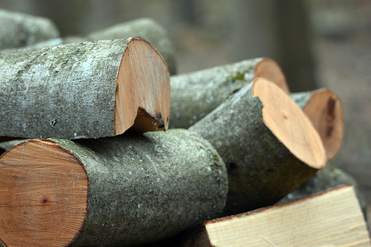 Buche als Holz im Bau – Eigenschaften, Einsatz und Nachhaltigkeit