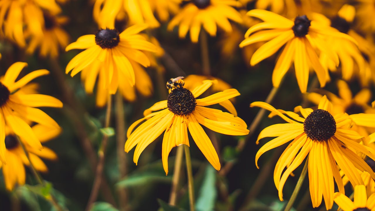 Sonnenhut (Rudbeckia) – Pflege, Standort und Wuchs